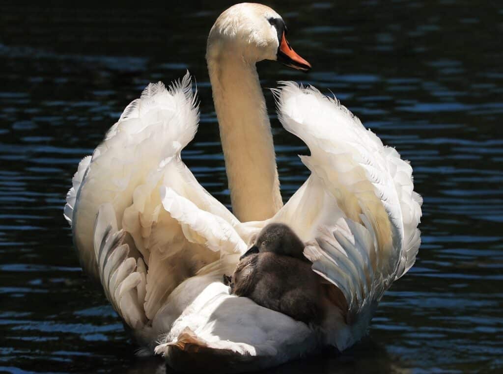 Truthseekers swan