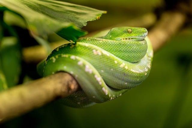 Photo of a snake wrapped around a branch.