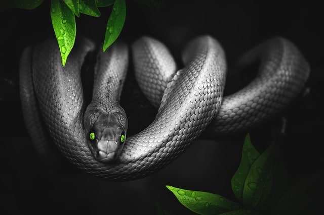 Photo of a black snake among green leaves